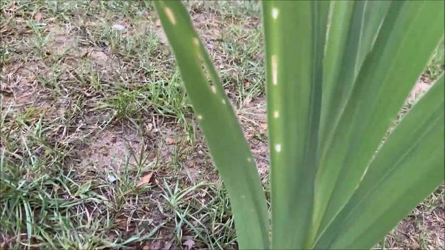 Pest Issues On Our Gladiolus! смотреть онлайн