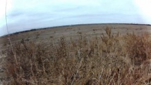 Ловля птиц! Ловля "Чечётки" без манной птицы! Catching birds!