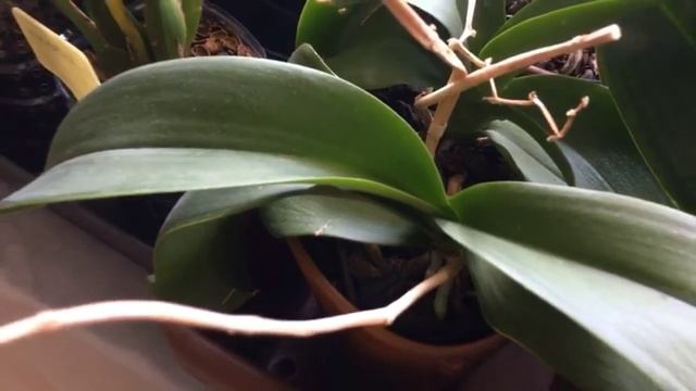 любимую ОРХУ ЖРЕТ КЛЕЩ ??? А ведь можно было уберечь... смотреть онлайн