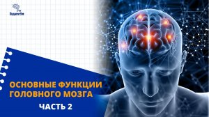 Нейро-педагогика на практике. Часть 2. Основные функции головного мозга