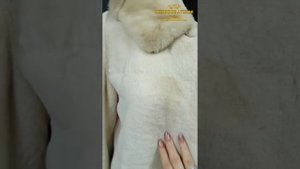 Чистка шубы из кролика. Чистка шубы от желтых пятен. Чистка слипшегося меха.