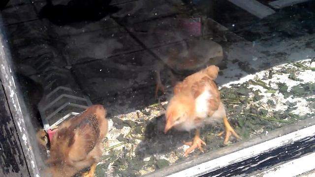 Как куры несут яйца смотреть онлайн