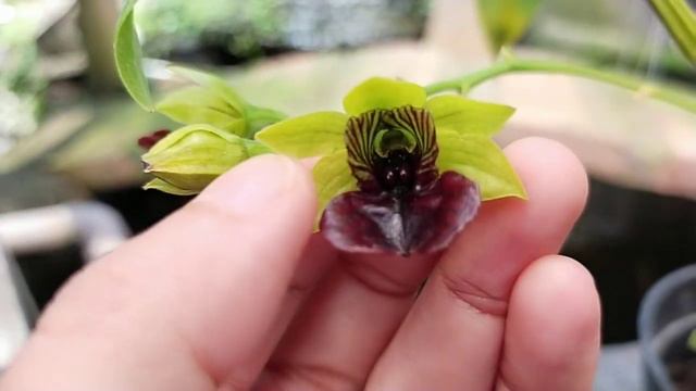 Dendrobium convolutum