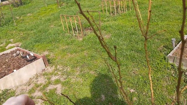 Голубика в Подмосковье. 8 мая 2022г смотреть онлайн