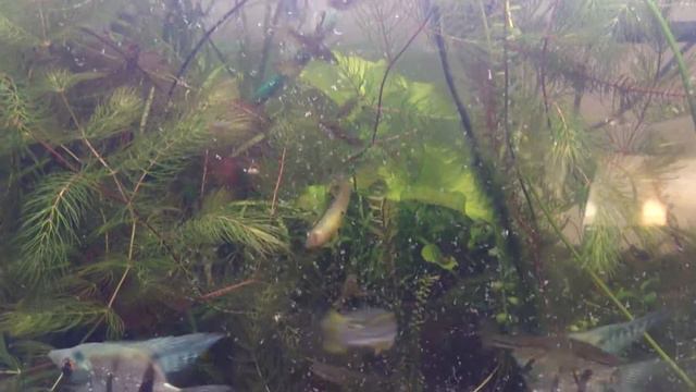 Илиодоны кушают гриндаля смотреть онлайн