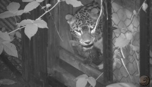Появились редкие кадры тренировки котенка леопарда в Сочи