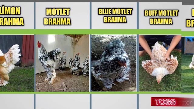 WORLD BRAHMA CHICKEN COLORS, смотреть онлайн