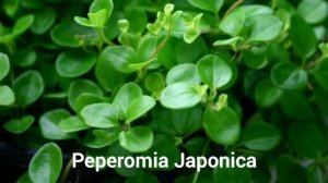 20 Peperomia Varieties