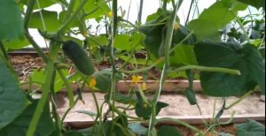 Профилактика Паутинного клеща на огурцах и баклажанах.mp4