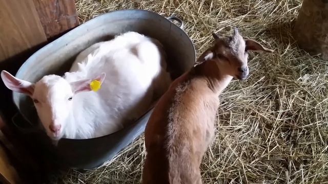 Туготитяя коза, вместо вымени - ведро и соски - пипетки смотреть онлайн