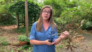 Plant Profile: Magnolia with Maggie