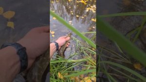 Дикий водоем. Зарыбление водоема. Щука в диком водоеме.