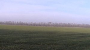 Работа ирландского сеттера 2022