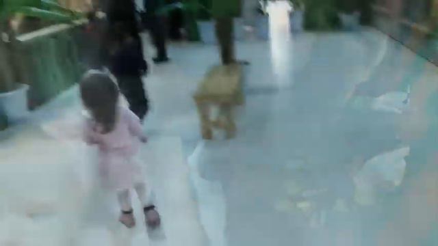 VLOG Тактильный Зоопарк. Самая Маленькая Обезьянка в Мире и милые Сурикаты! смотреть онлайн