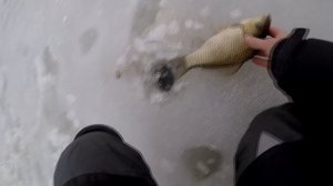 Ловля КРУПНОГО КАРАСЯ зимой в диких местах. Карась со льда