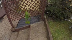 Дренаж 2 - укладка дренажного камня и трубы