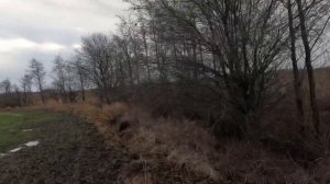 Охота на зайца по чернотропу. Заяц спрятался!