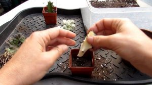 Potting up the wonderful Succulent Plants from Nelly 'Collection of unseen nature' on You Tube