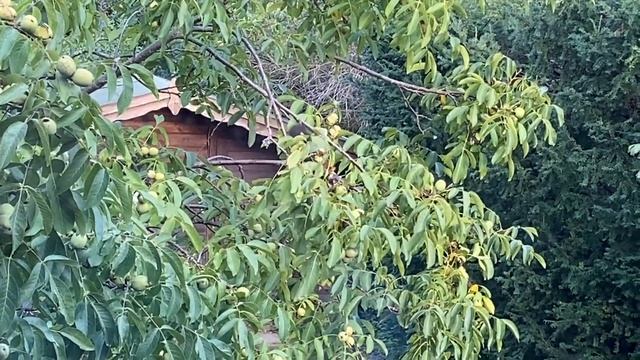 Белка делает запасы смотреть онлайн