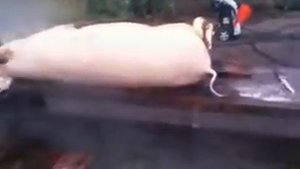 быстрая обработка свиньи