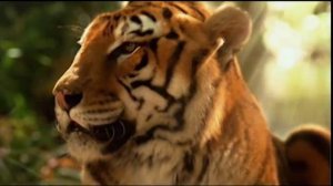 Сердце Феникса.wmv