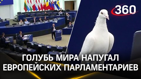 Он вспорхнул, а они чуть не обгадились: голубь мира напугал европейских парламентариев на заседании