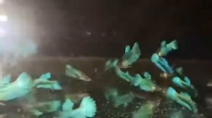 Аквариумных рыбка петушок