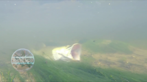 Рыбалка на хищника. Ловля щуки на мелководье на живца. Подводная камера