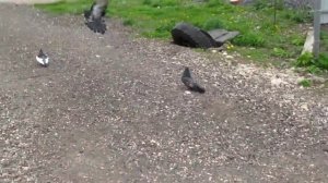 Курские турманы 24