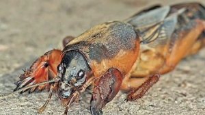 Медведка(капустянка)100% исчезнет,самый  эффективный рецепт!Проверено и незатратно!