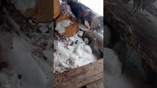 28.03.22 Поездка в город. Мёд из "Светофора". Заказала пиломатериал смотреть онлайн