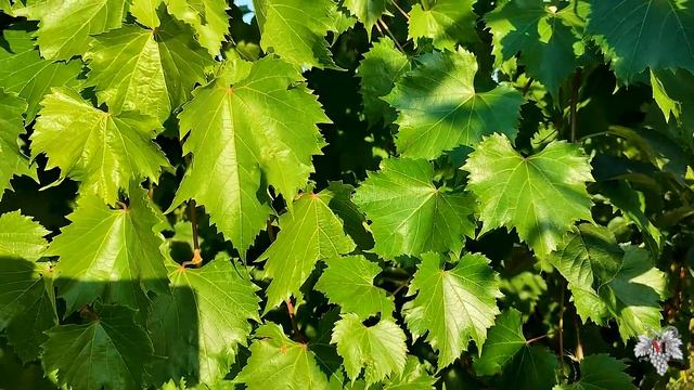 Не спешите брать СЕКАТОР! Обрезка Винограда смотреть онлайн