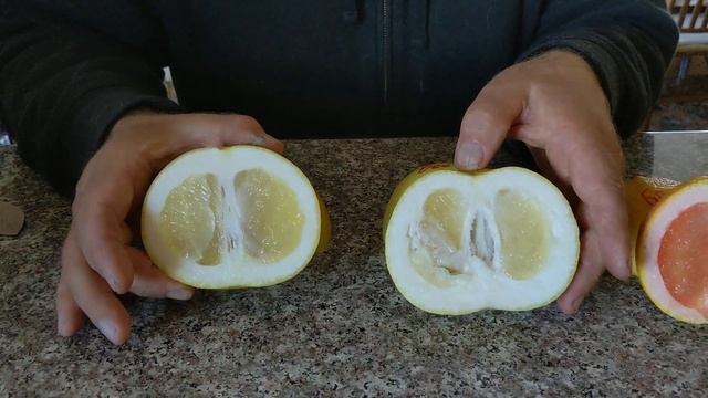 Наши грейпфруты сезона зимы 2019-2020 года. смотреть онлайн