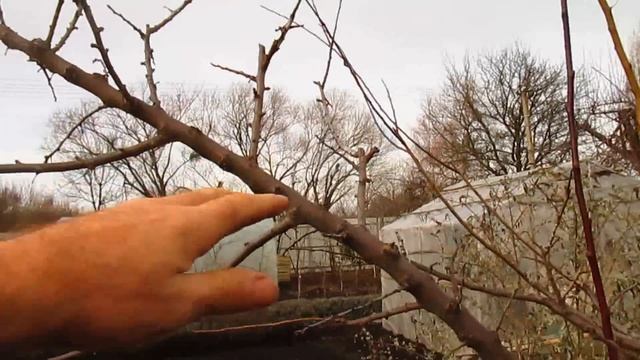 КАК СДЕЛАТЬ УЗКУЮ И УРОЖАЙНУЮ КРОНУ НА СЛИВЕ И АЛЫЧЕ. смотреть онлайн