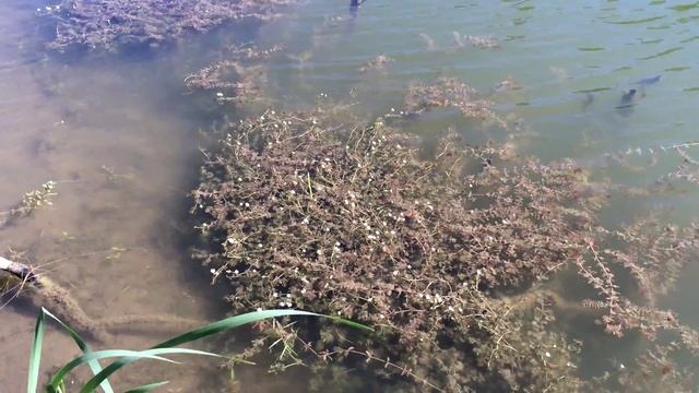 Цветущие водоросли в водоёме смотреть онлайн