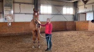 УЧИМ ЛОШАДЬ ХОДИТЬ РЯДОМ