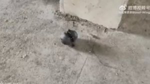 Китайские военные представили перспективные разработки в области робототехники