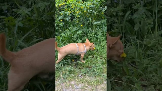 Боня. Самая Лучшая Прогулка в горах) #животные #dog #animals #funny