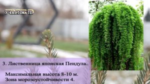 Необычные Хвойные Растения - Какие хвойные Посадить на Участке