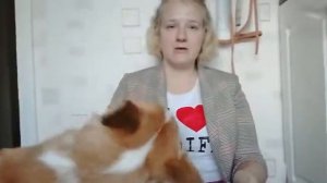 Дрессировка собак. Порода вельш корги пемброк