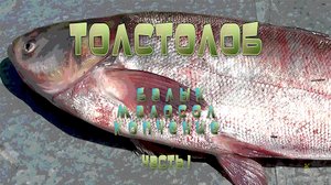 Балык из толстолобика. Часть 1. Остров Кабаний. База Волжская.