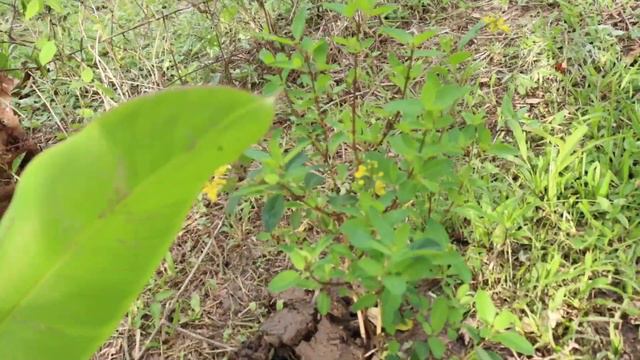 Home Garden Tour Trinidad 🇹🇹 смотреть онлайн