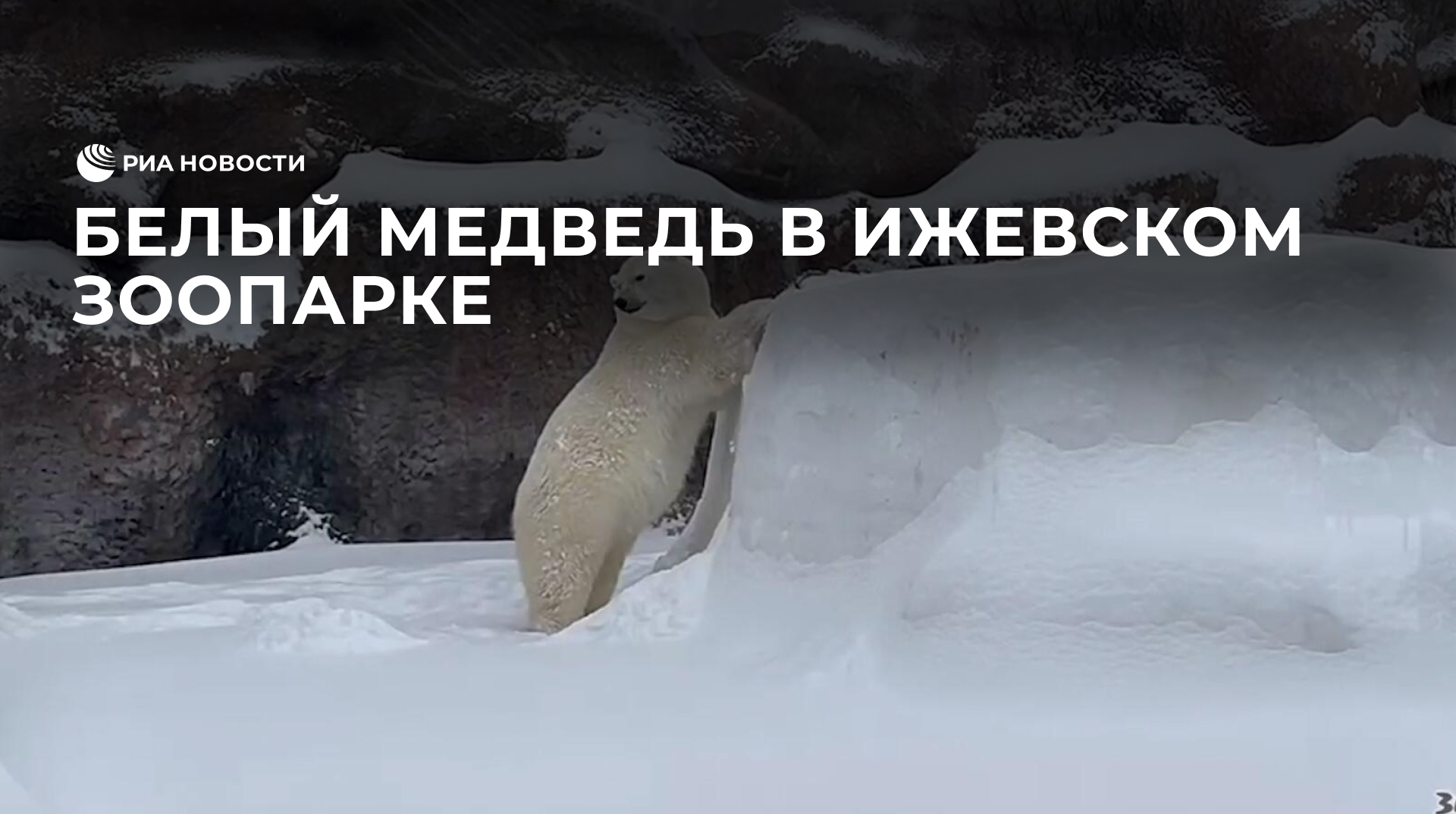 Белый медведь в Ижевском зоопарке