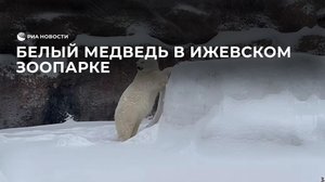 Белый медведь в Ижевском зоопарке