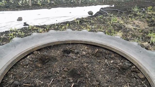 Сделайте ЭТО ДЛЯ ОГУРЦОВ! Урожай будет ГИГАНТСКИЙ! смотреть онлайн