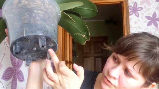 Какой горшок выбрать для орхидей? смотреть онлайн