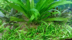 Аквариум с японскими голубыми гуппи.