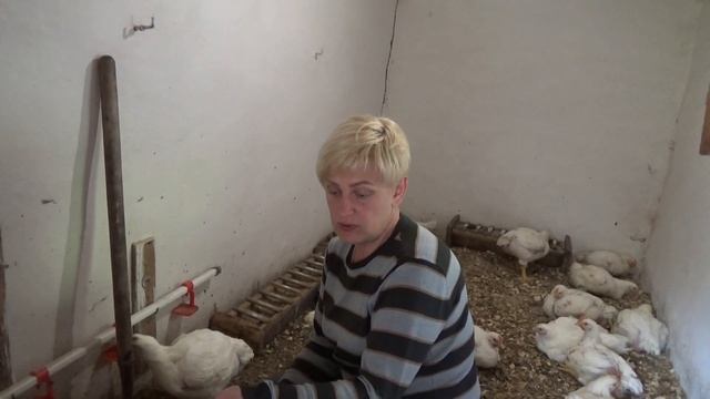 Водянка у Бройлеров, что делать, надо ли лечить?