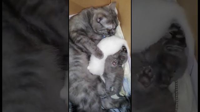 Кошачье семейство