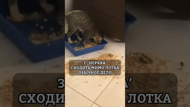 ВИДЫ КОШАЧЬИХ ХАРАКТЕРОВ